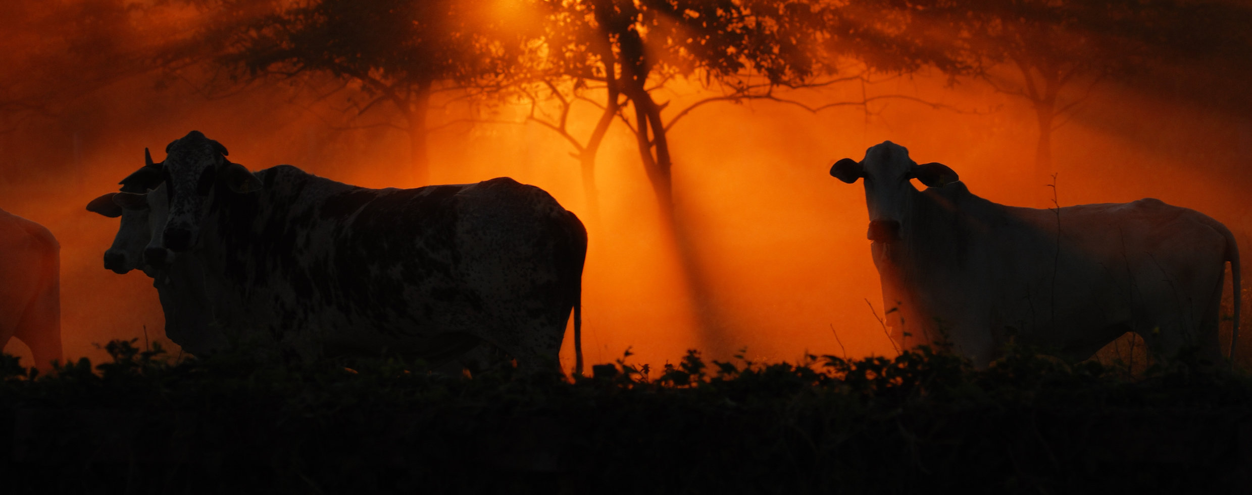Cattle grazing at sunset in Brazil