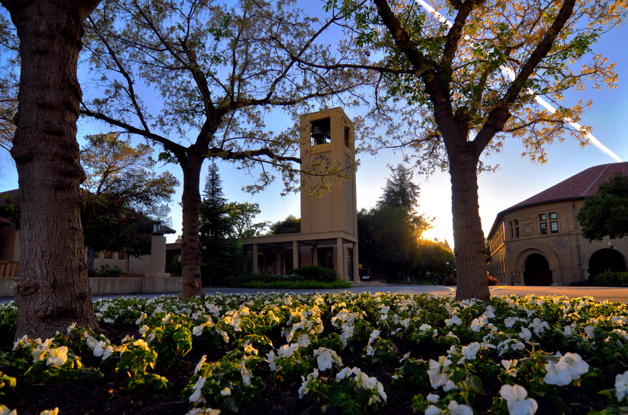 Stanford's clock tower and quad