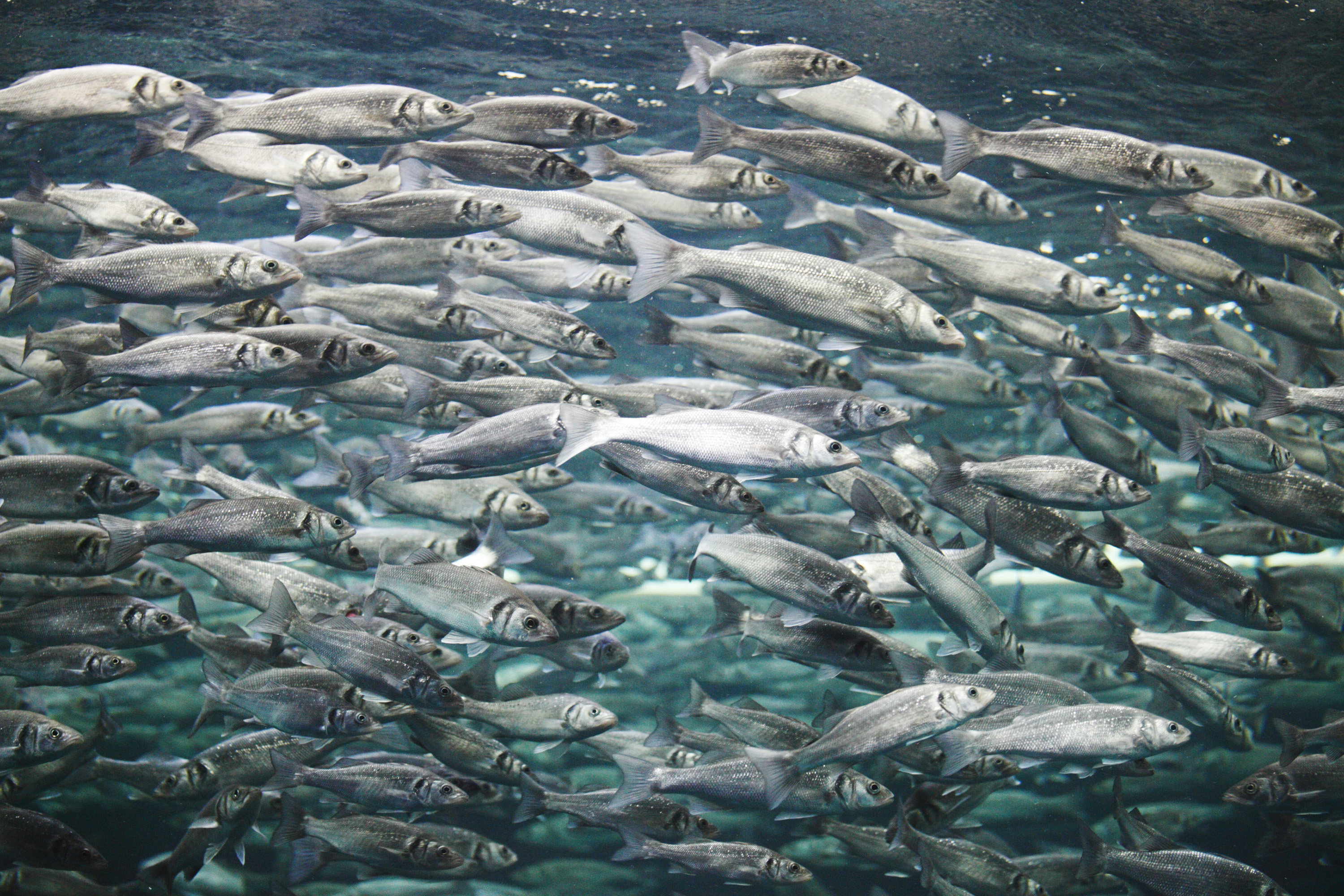 Mackerel school