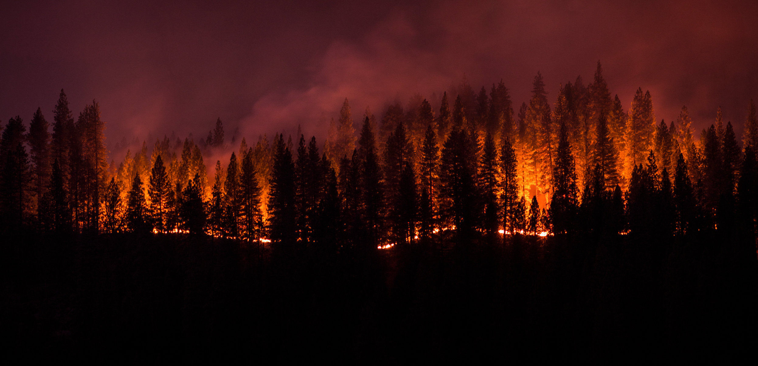A wildfire burns through a forest at night.