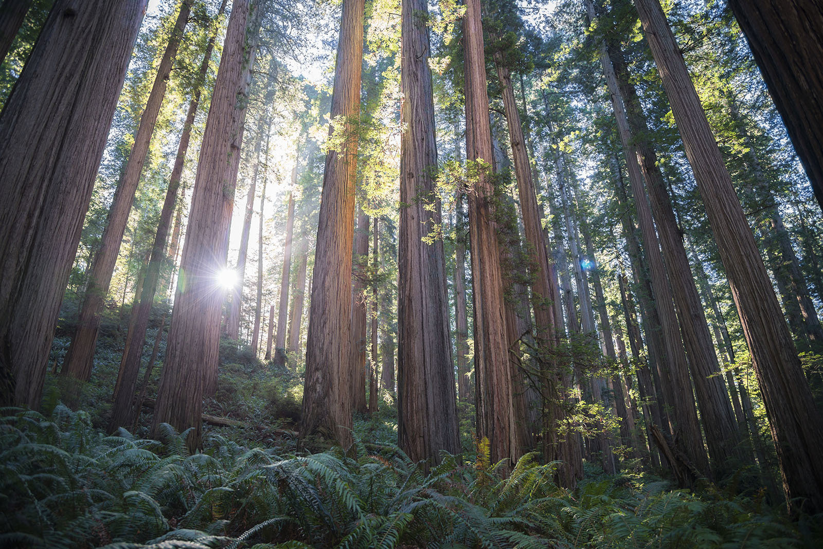 Jedediah Smith Redwoods