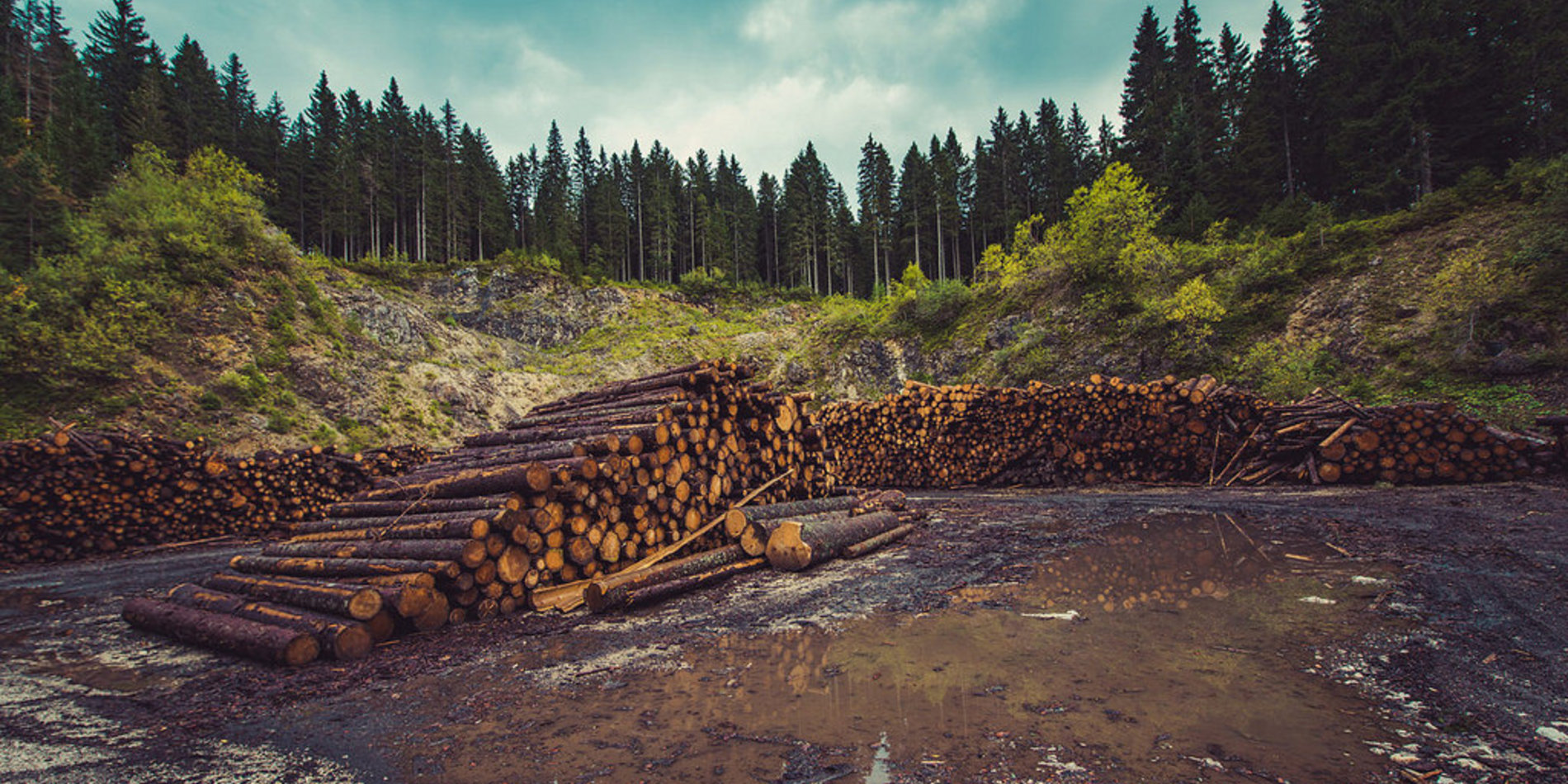 Stack of cut logs in front of forest.