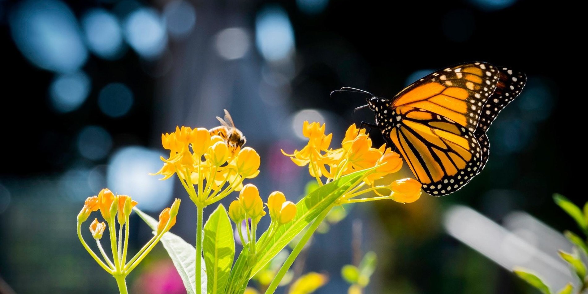 Butterfly and bee on flower