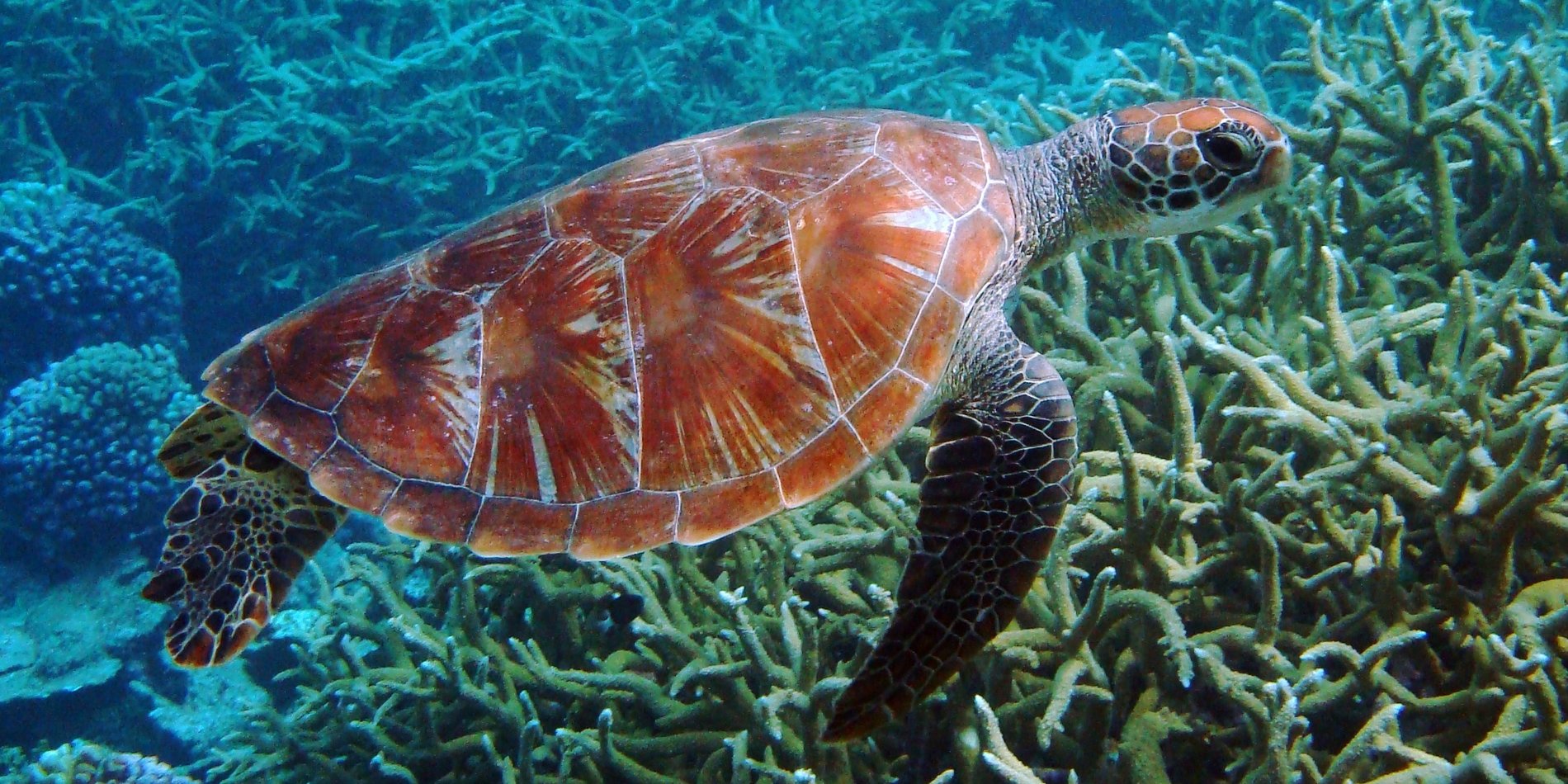 Sea turtle swimming near reef.