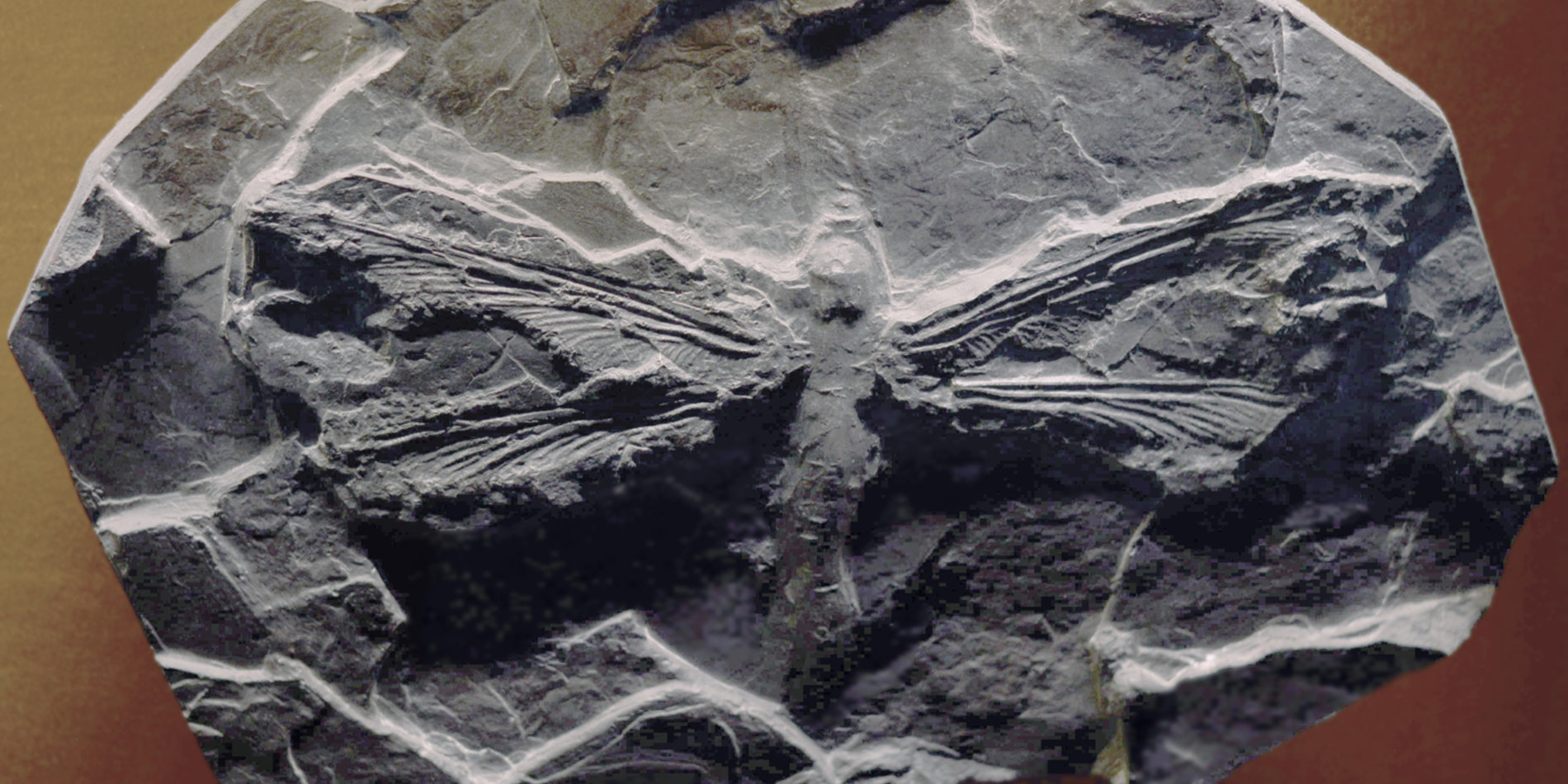 ancient dragonfly fossil