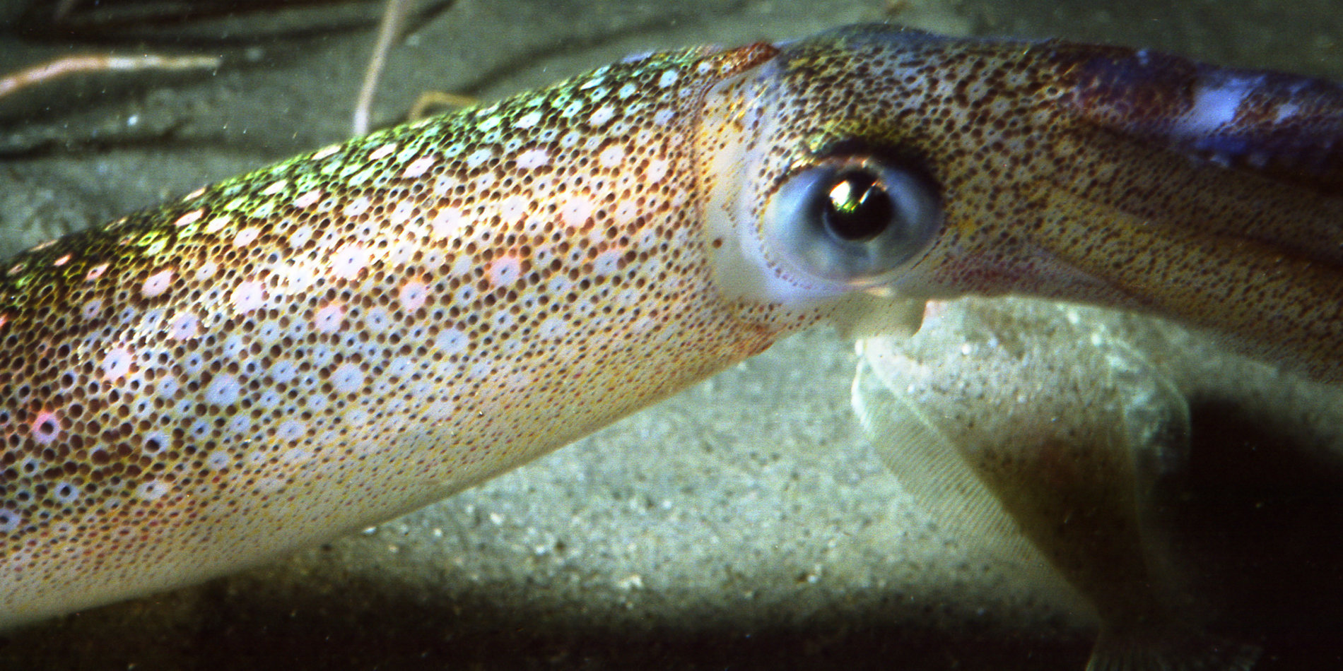 California market squid