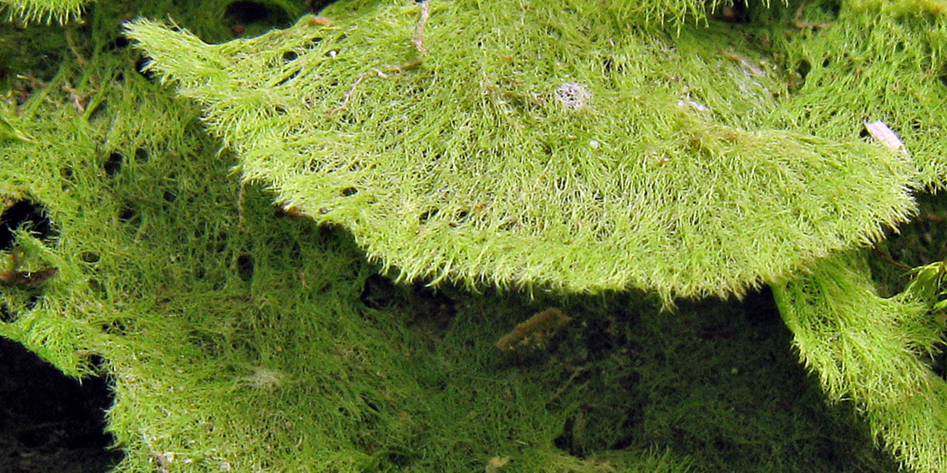 Coenogonium leprieurii tropical lichen
