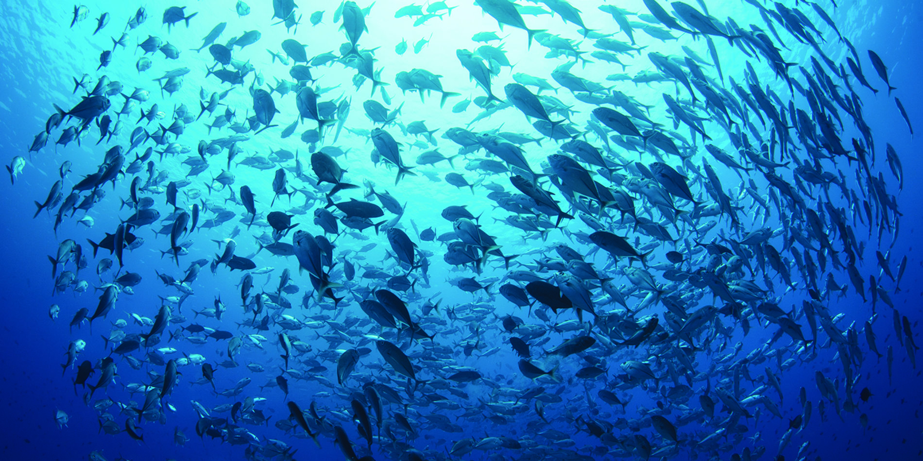 School of fish