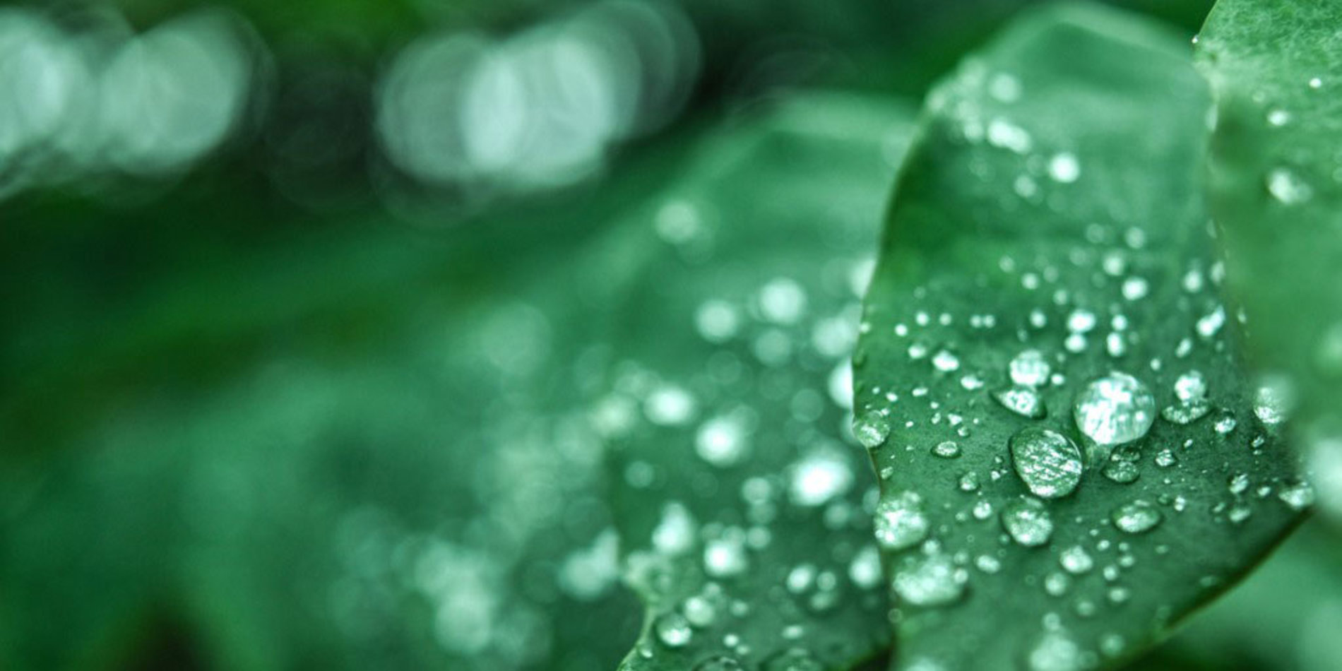 Green leaves with water drops