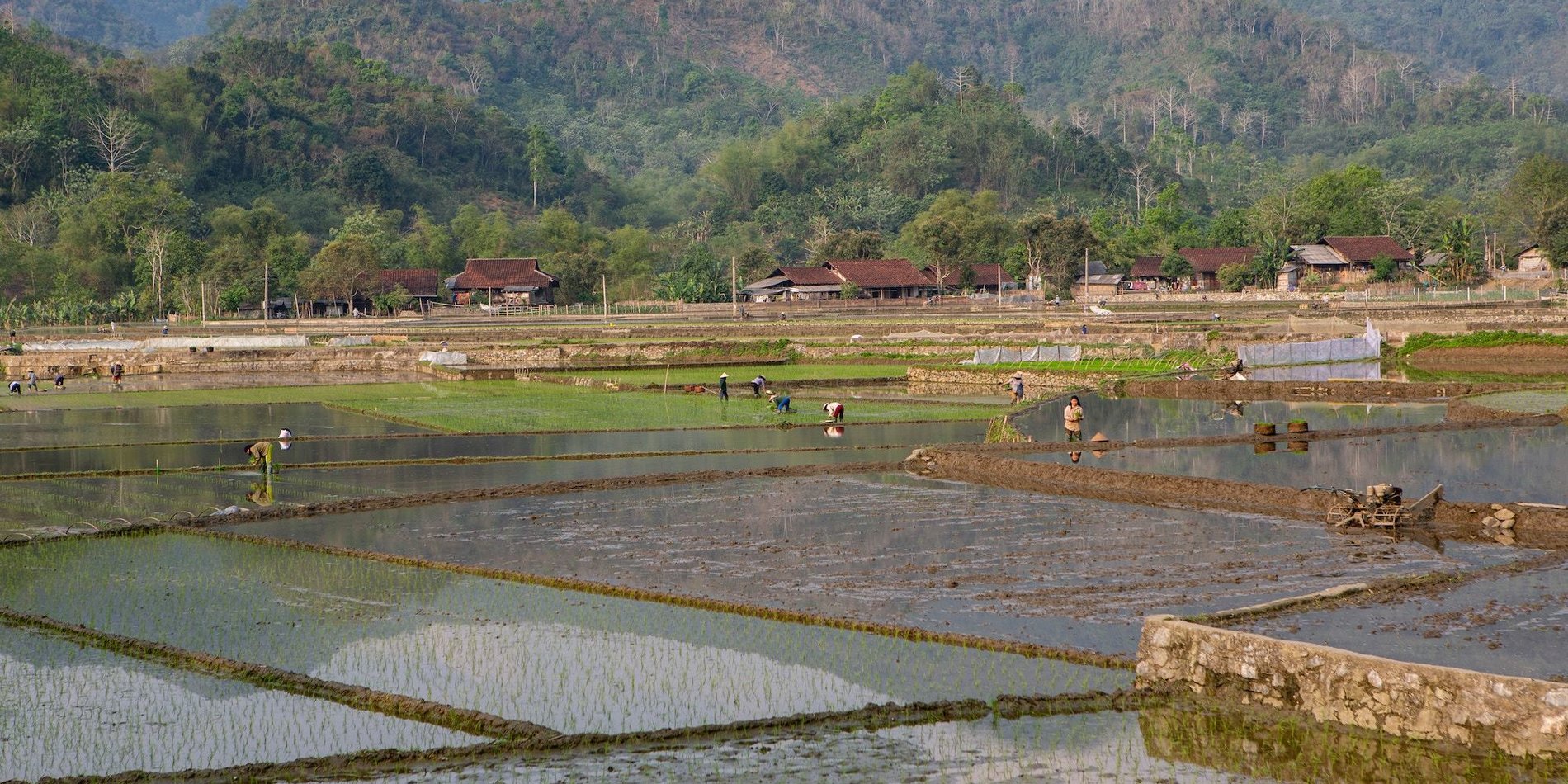 Farmers in rice paddy
