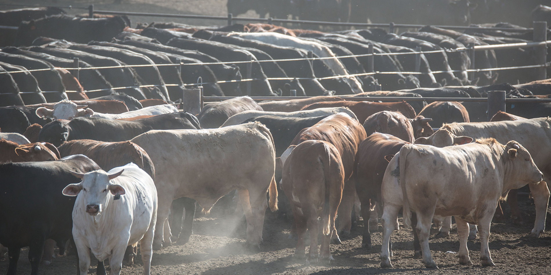Cattle feedlot