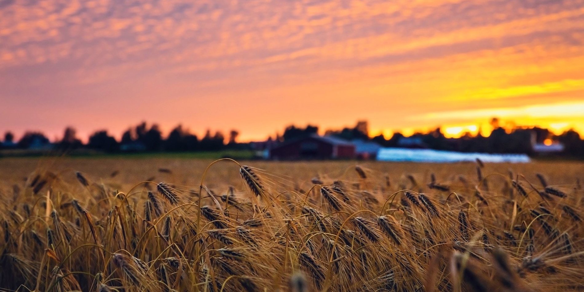 Wheat field