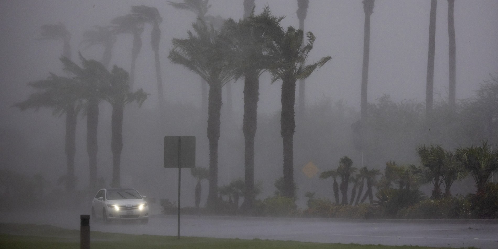 Palm trees and a lone car in strong wind and rain