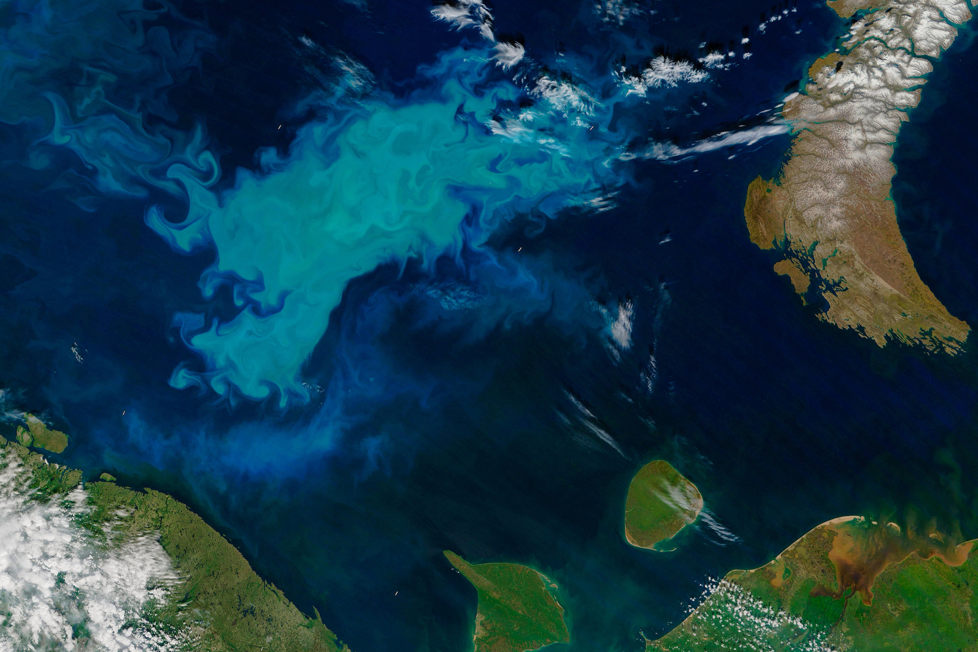 Phytoplankton bloom in the Arctic