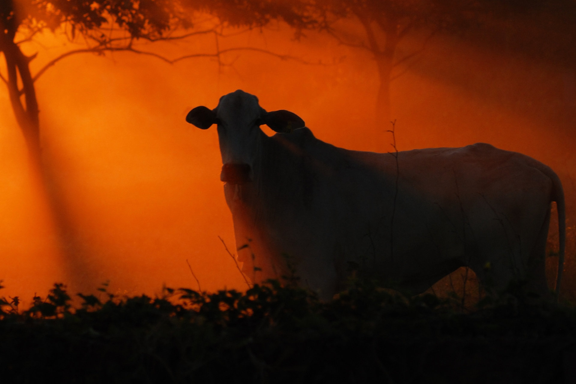 Cattle grazing at sunset in Brazil