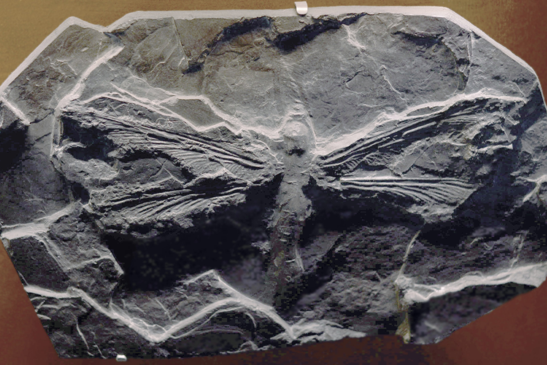 ancient dragonfly fossil