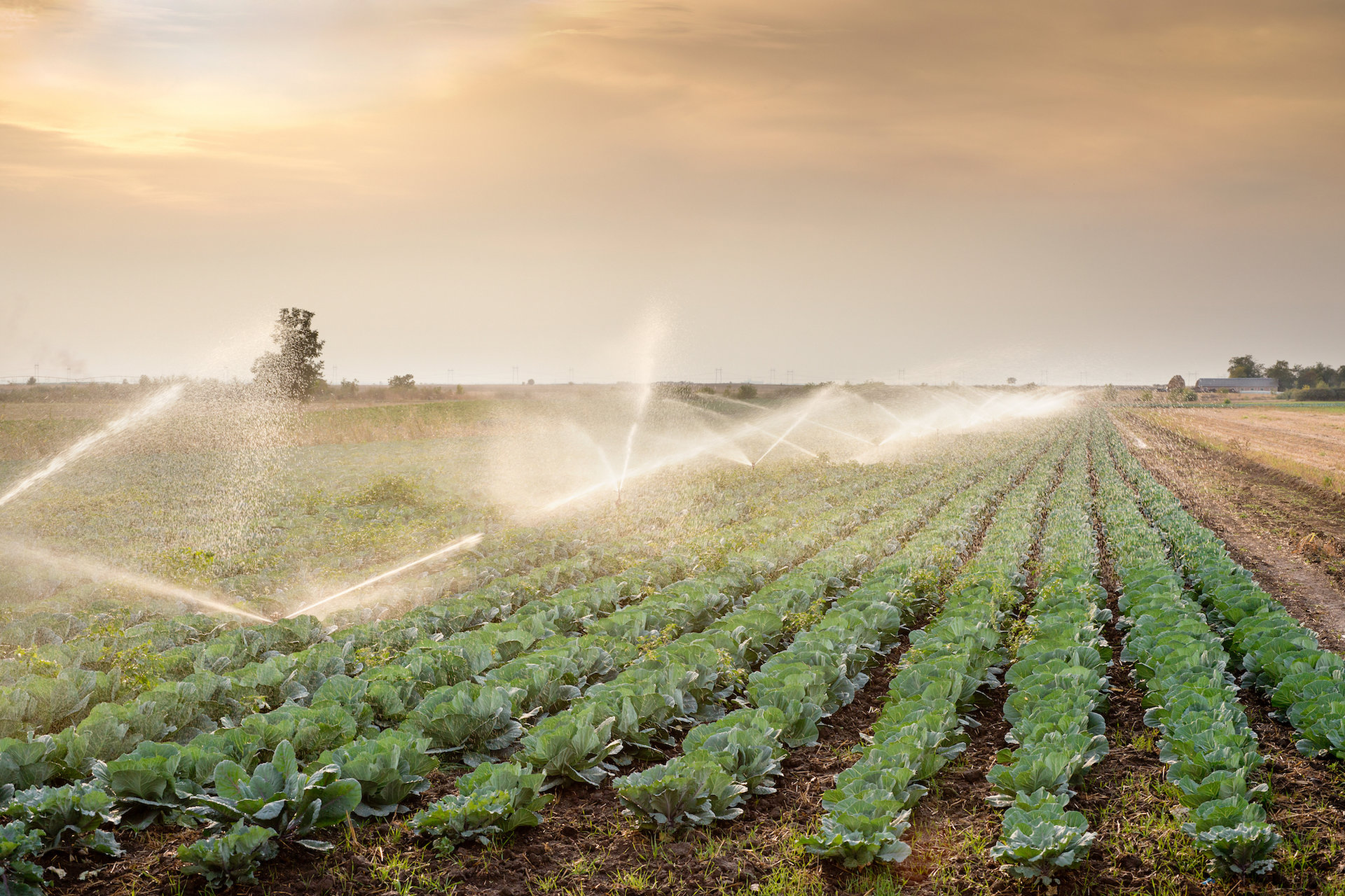 Field irrigation