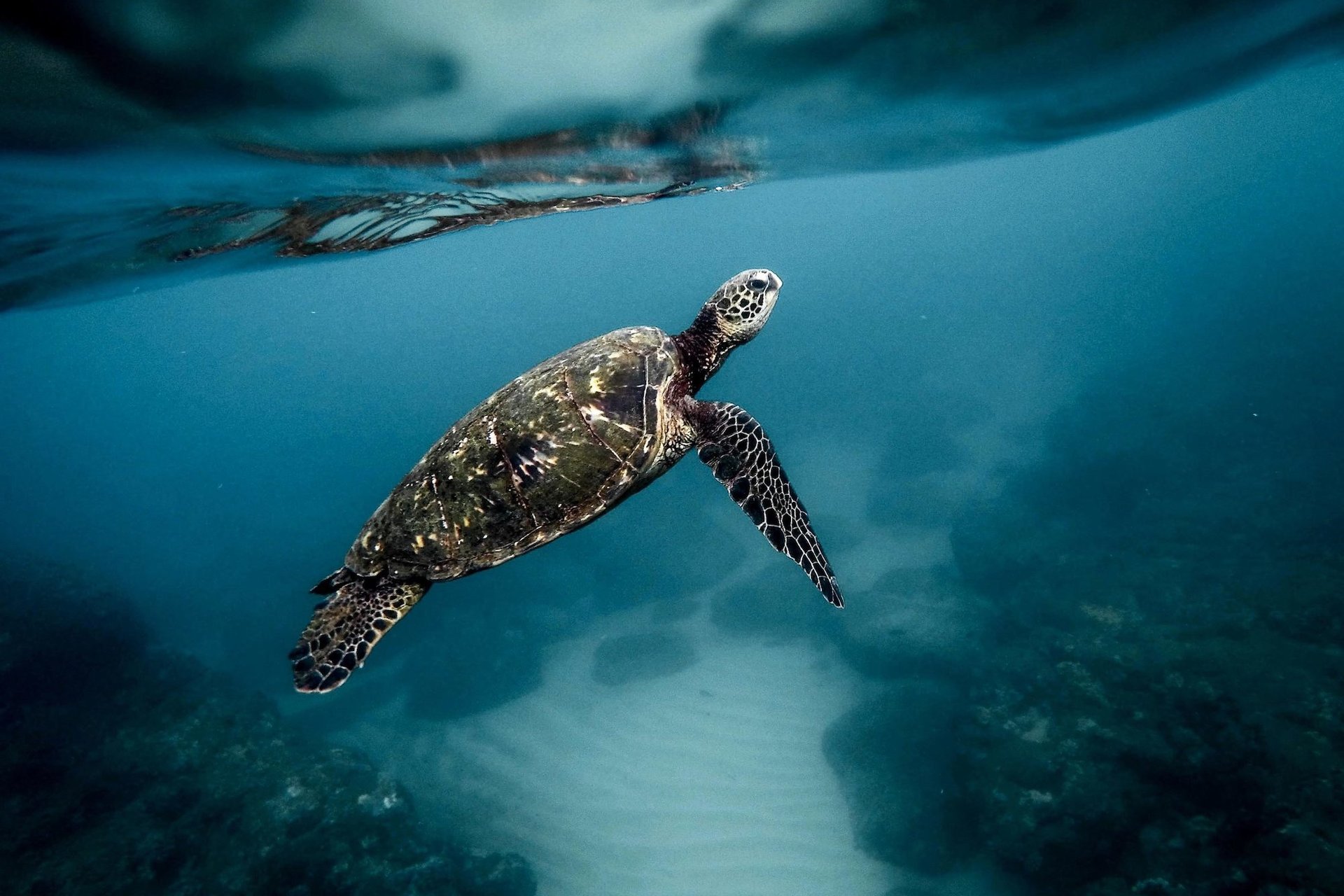 Loggerhead sea turtle underwater