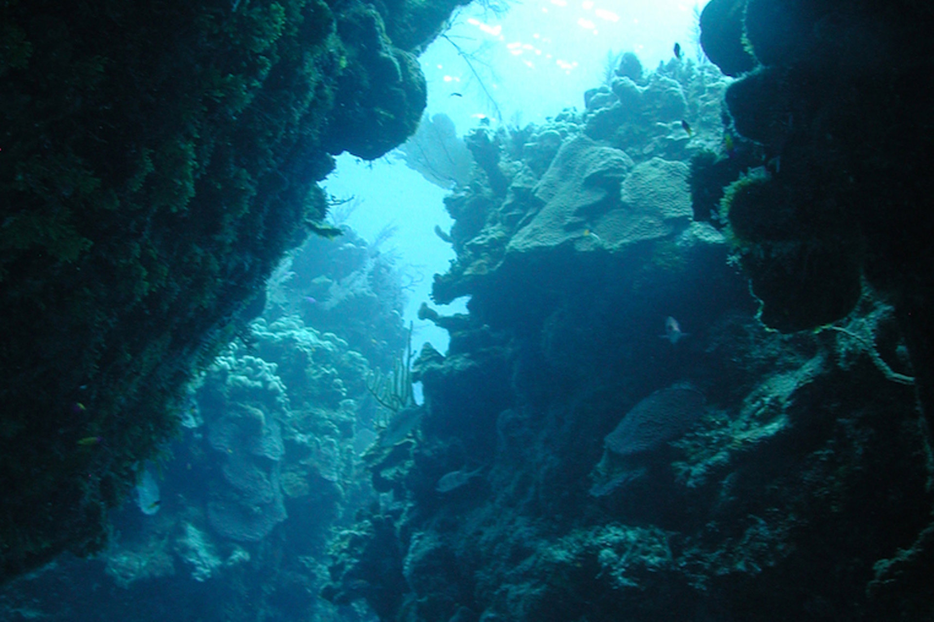 Reef crevice