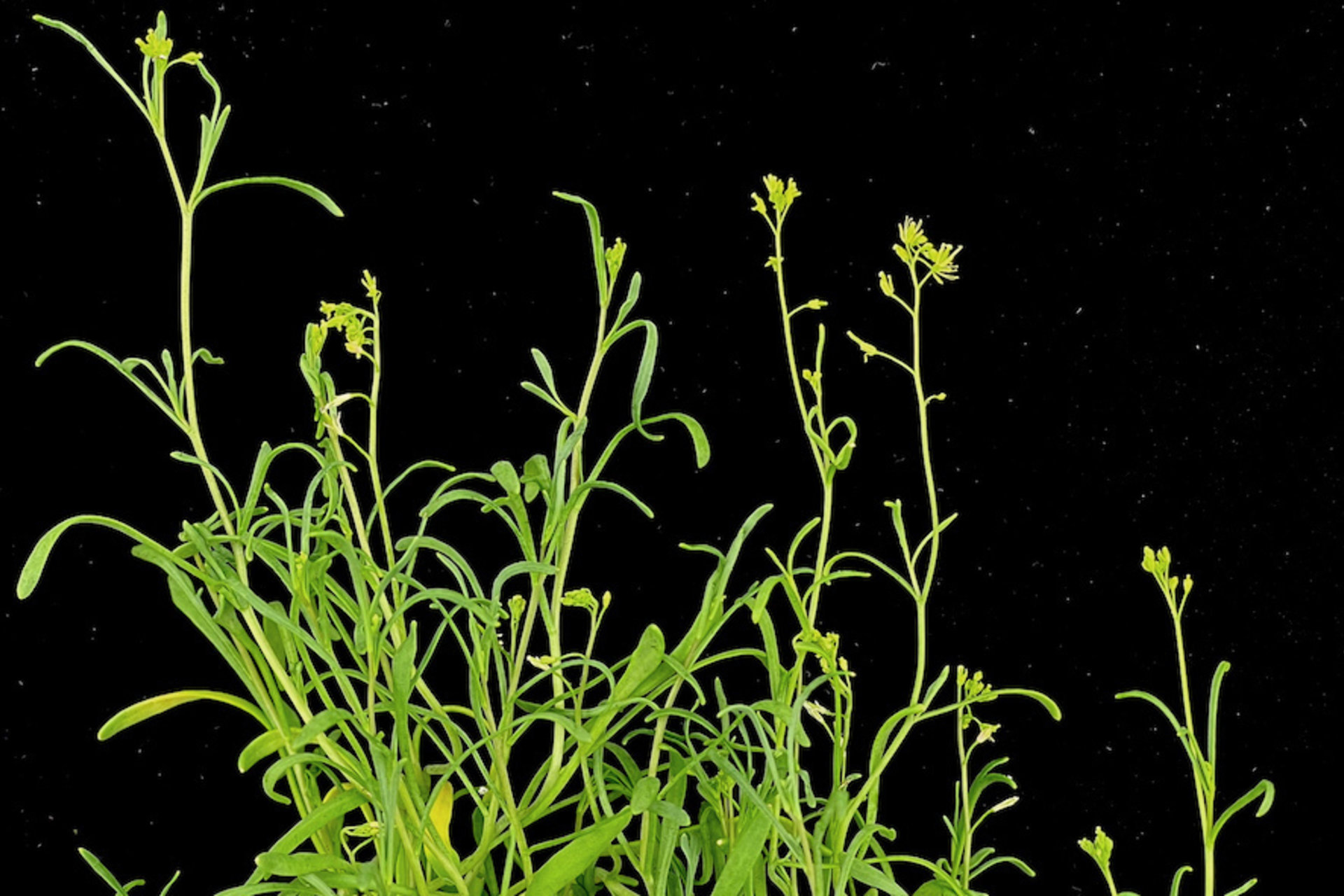 Schrenkiella parvula