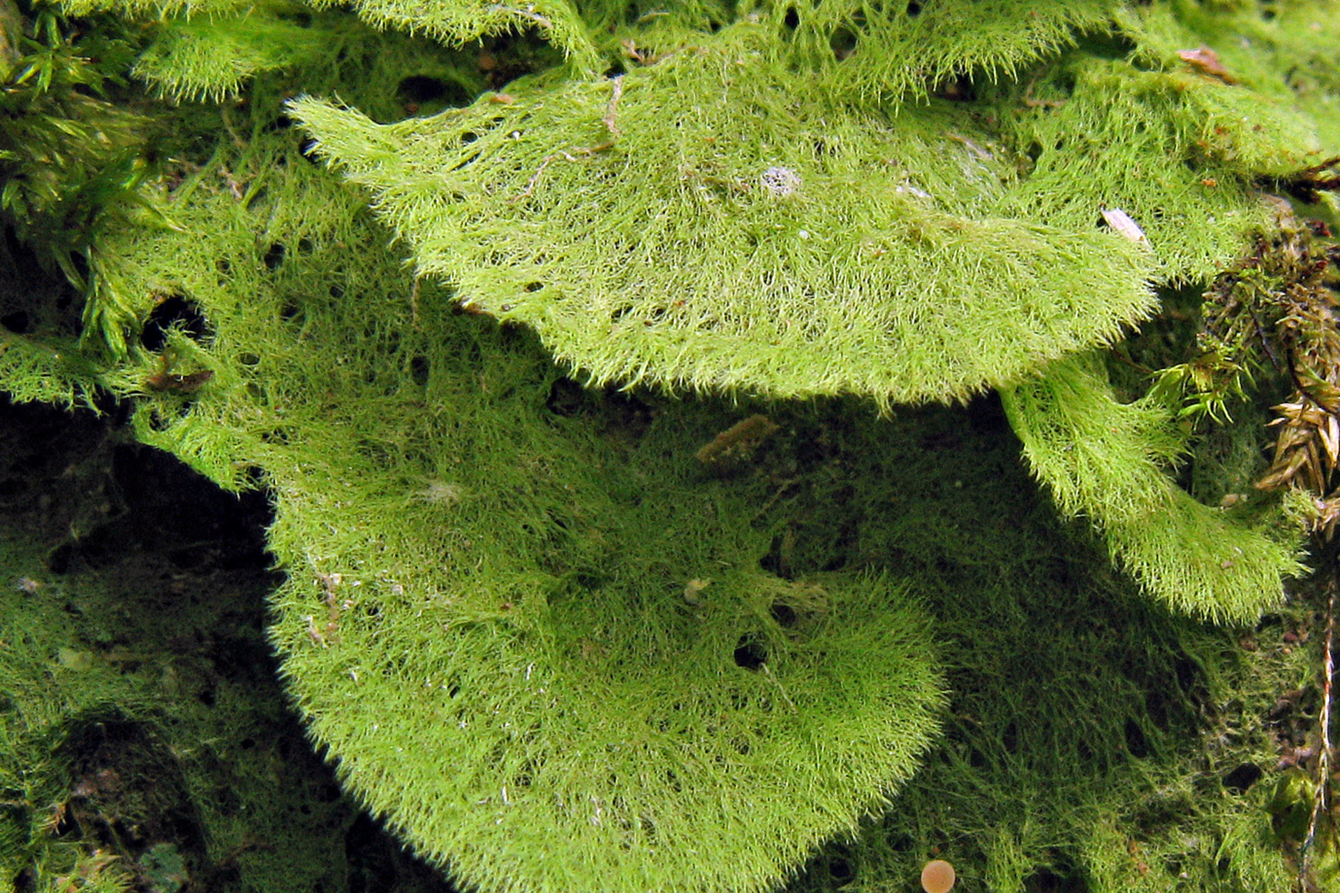 Coenogonium leprieurii tropical lichen