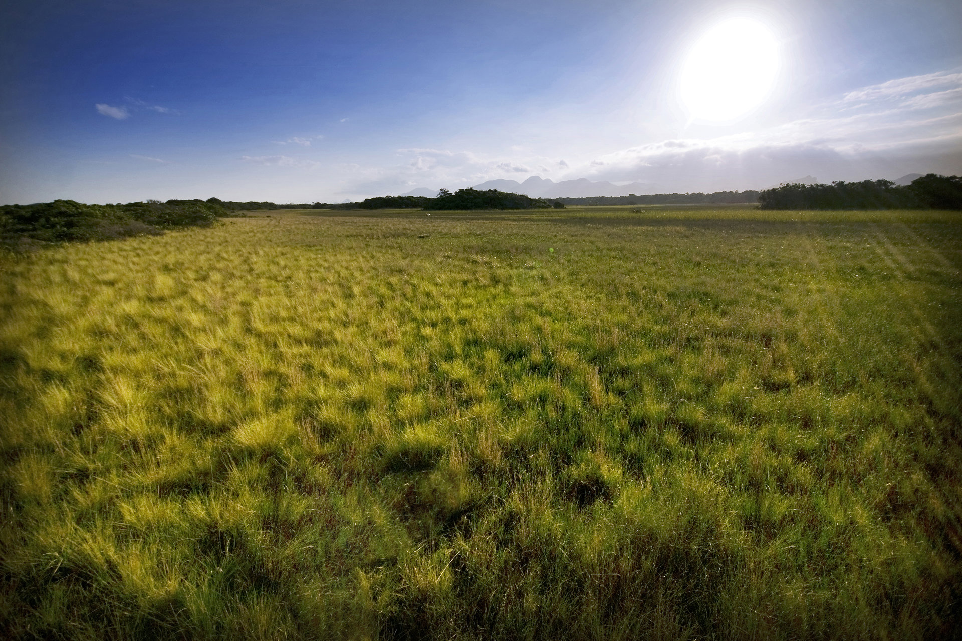 Grasslands