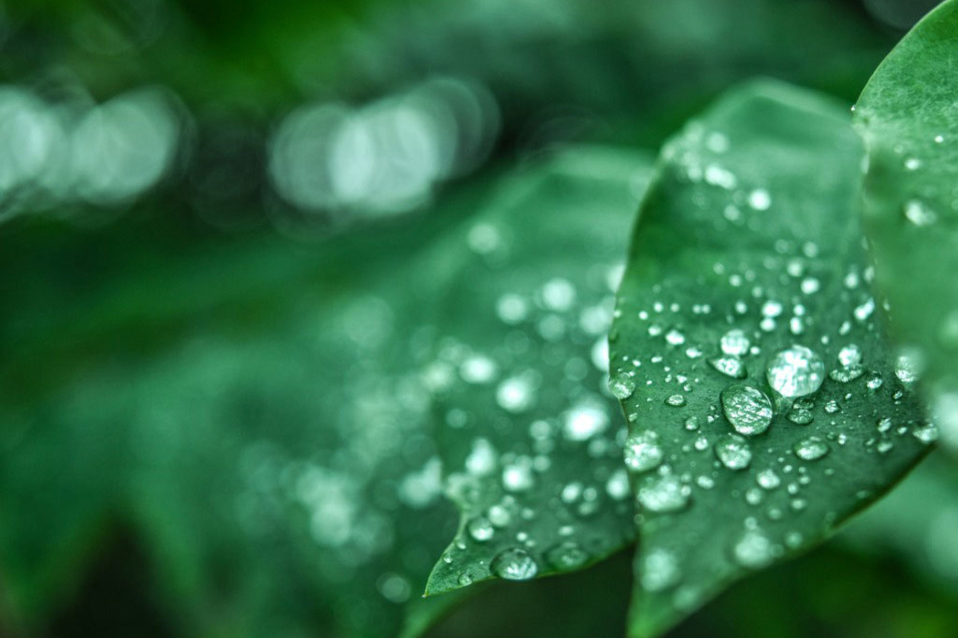Green leaves with water drops