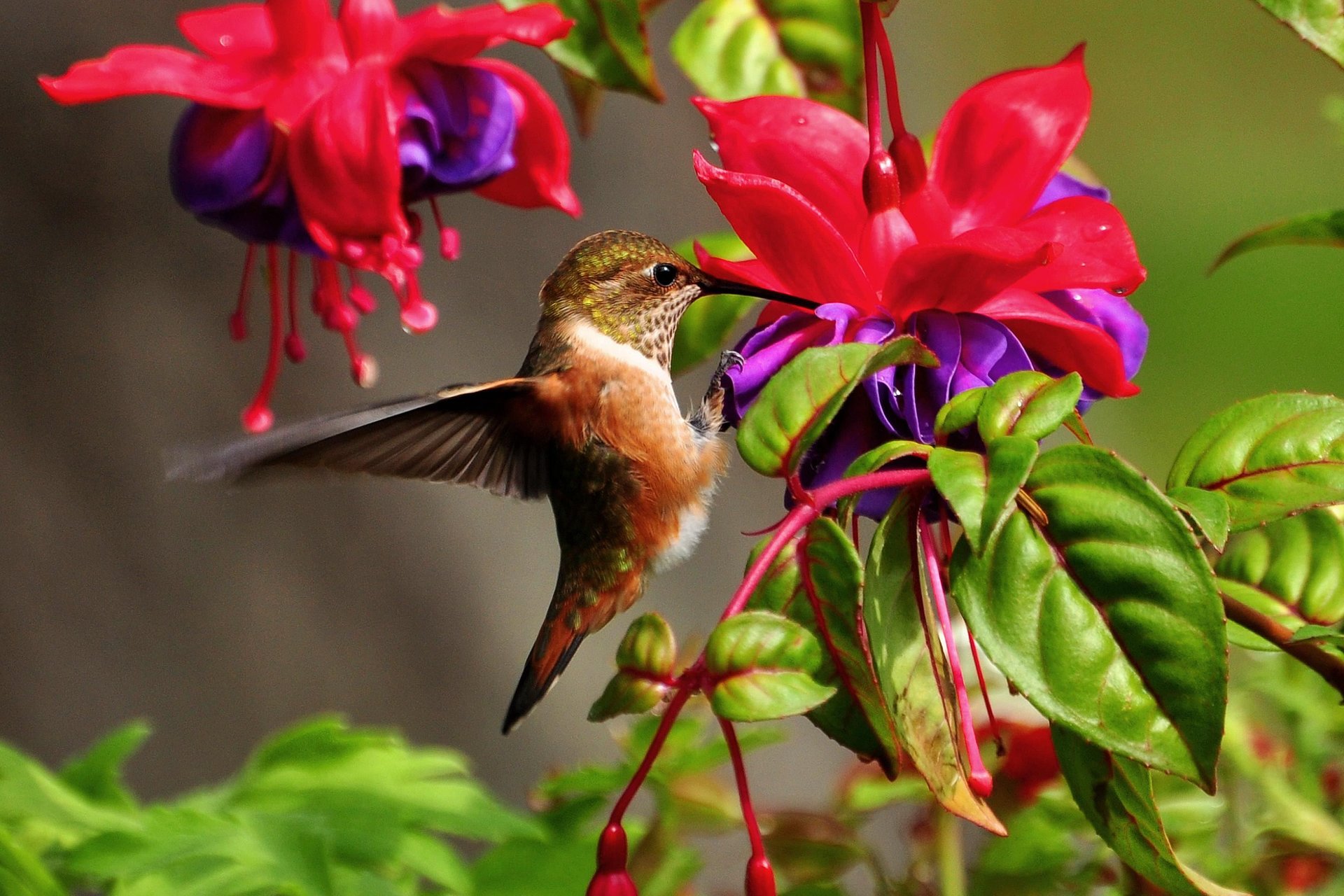 Hummingbird