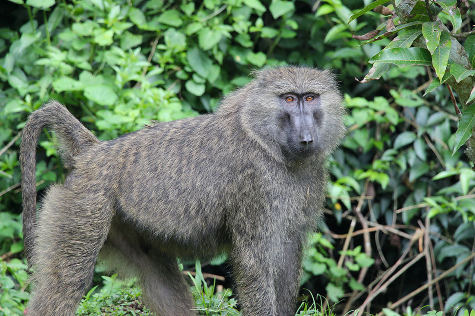 Olive baboon