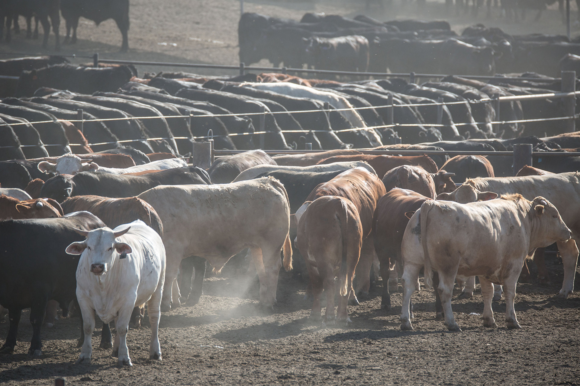 Cattle feedlot