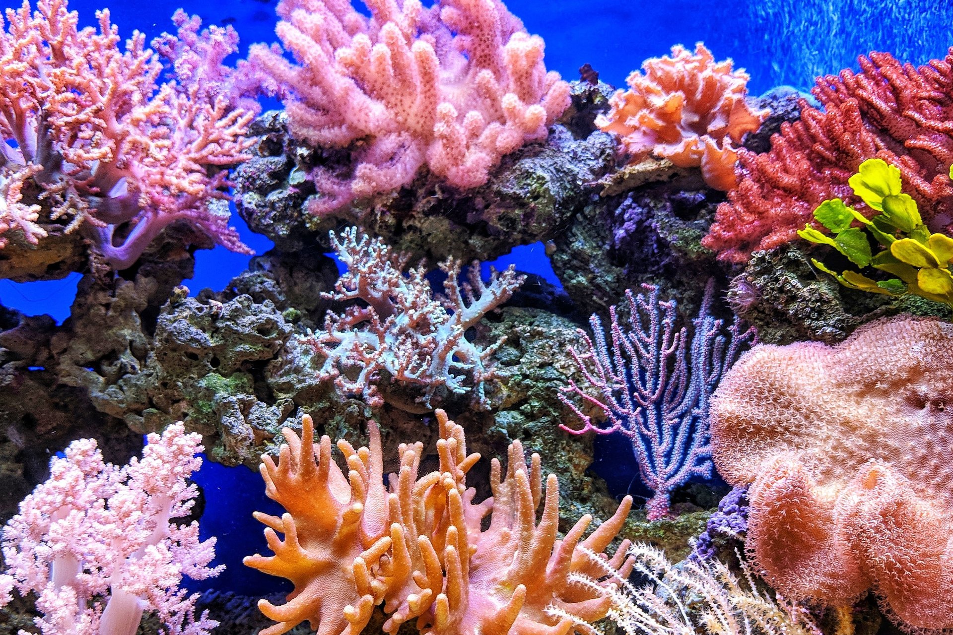 Coral reef