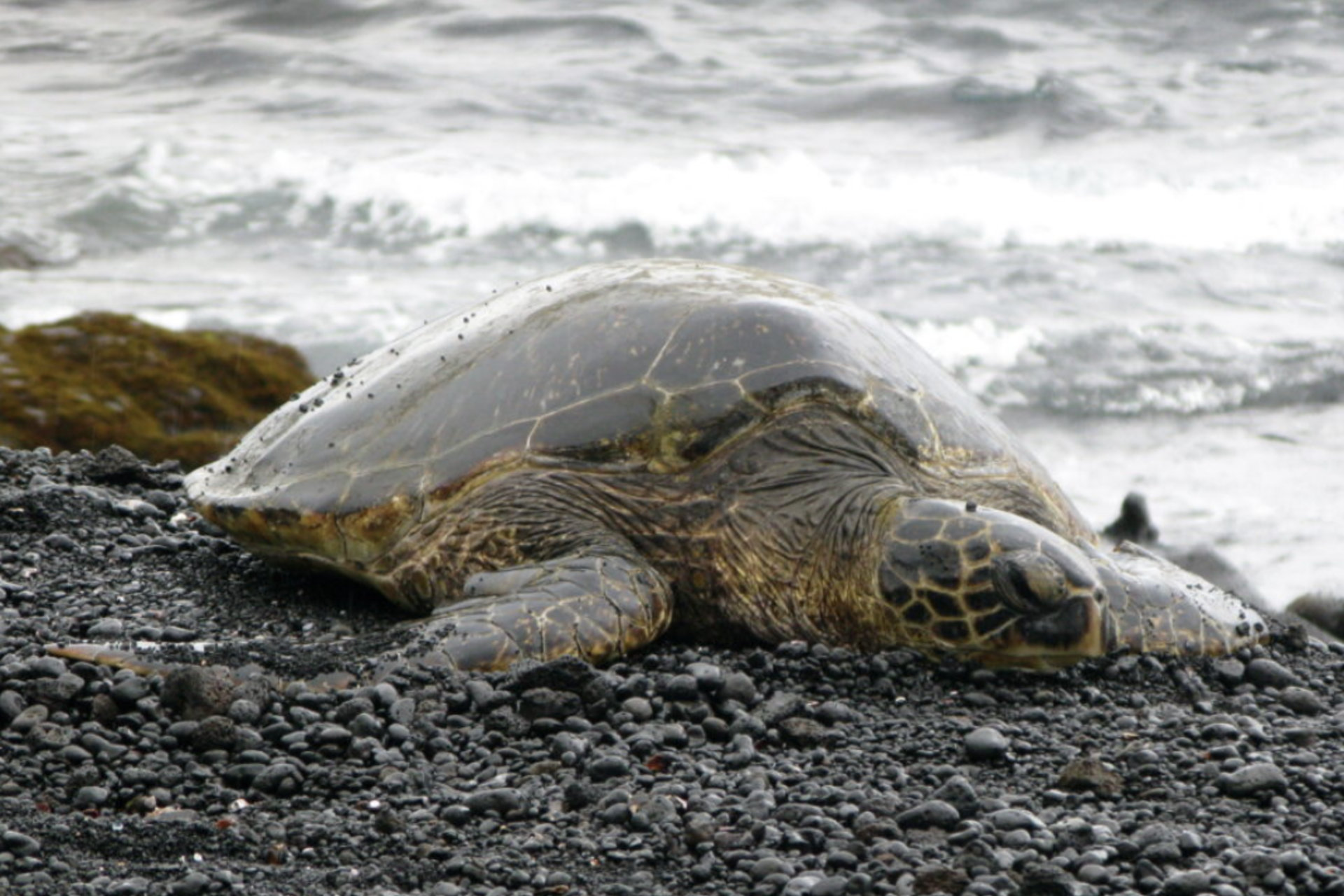 Sea turtle