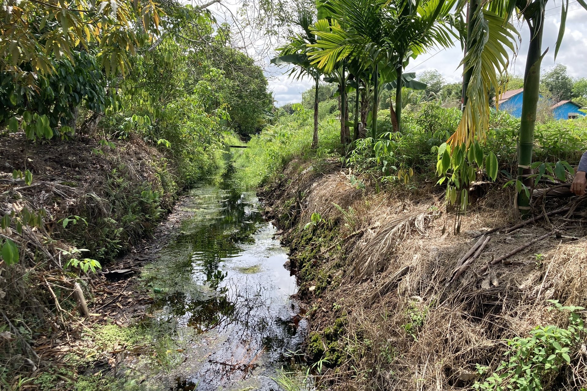 Canal ditch in West Kalimantan, Indonesia drains peatland for conversion to agriculture