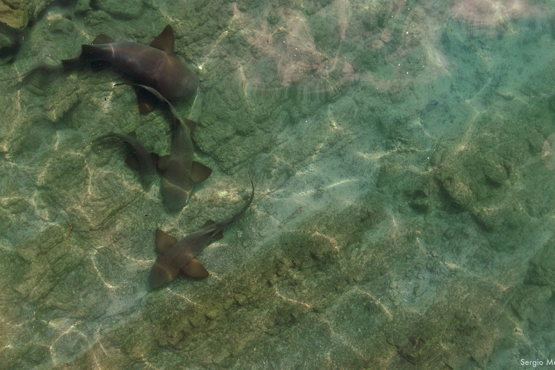 An aerial view of of Pacific nurse sharks in shallow water