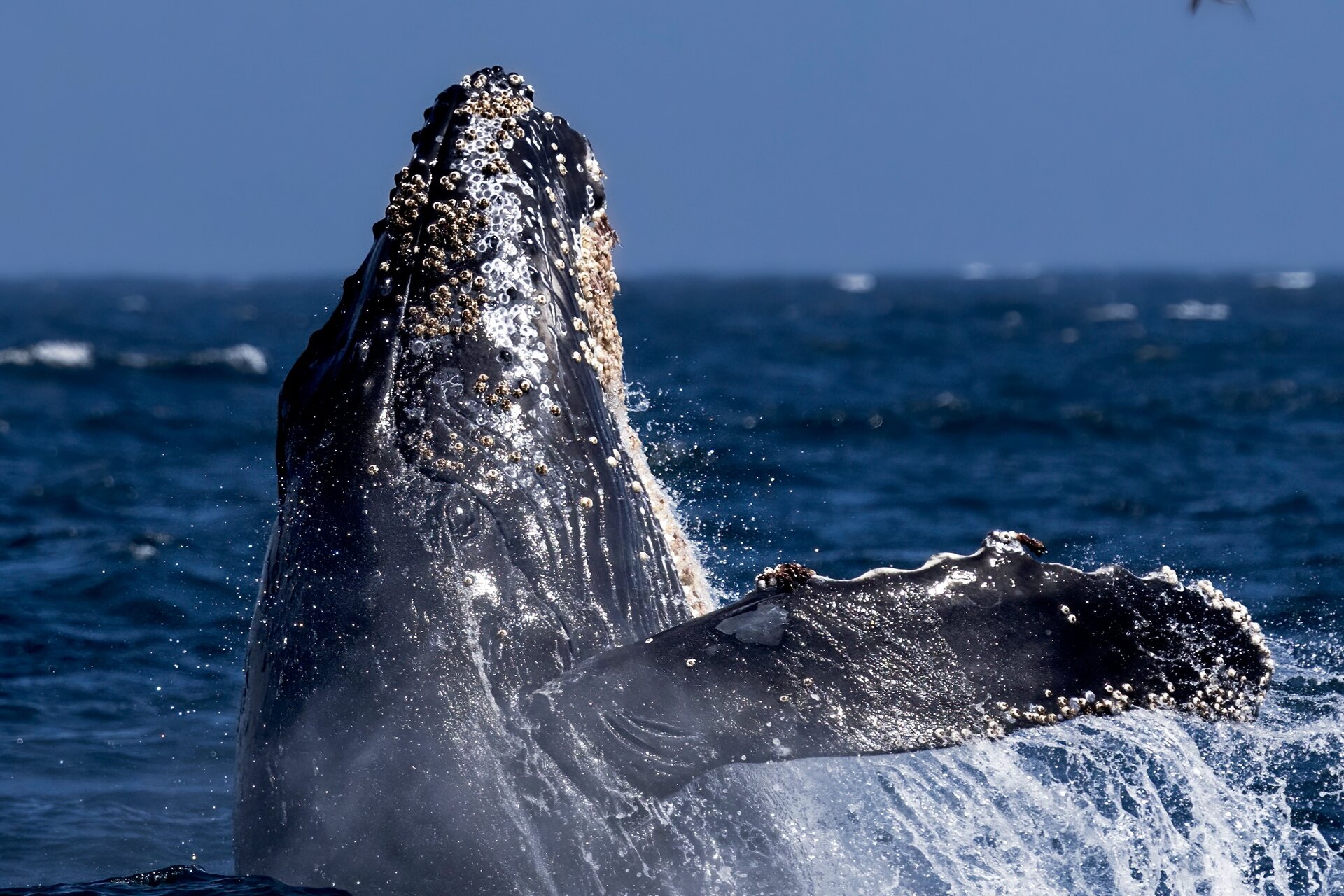 A humpback whale breaches.