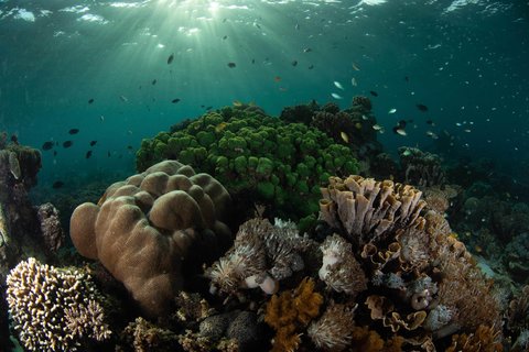 The coral reef at my field site in Banggai Island, Central Sulawesi, Indonesia.