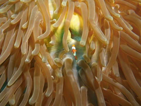 A tiny clown fish in an anemone world. 