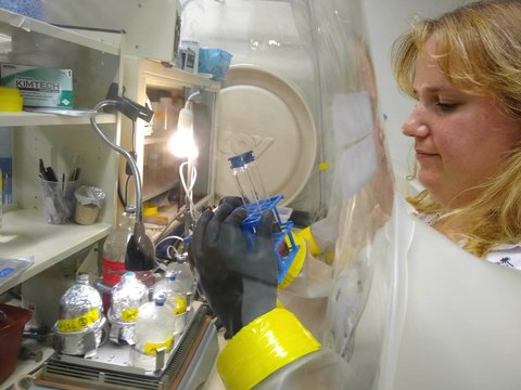 Marisa Mayer checking on her purple phototrophs in the anaerobic chamber.