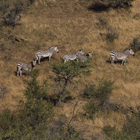 Grevy's zebras