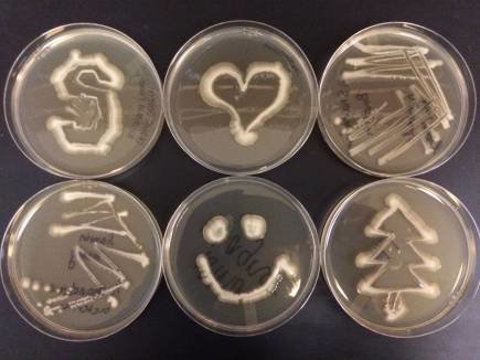 marine bacteria on a "fun" plate