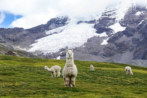 Peruvian alpacas graving land once occupied by the retreating glaciers of Nevado Ausangate