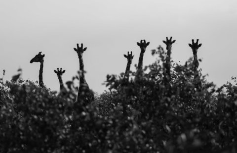 A family of giraffes peaks curiously over the tops of the trees at a safari vehicle in South Africa's Kruger National Park.