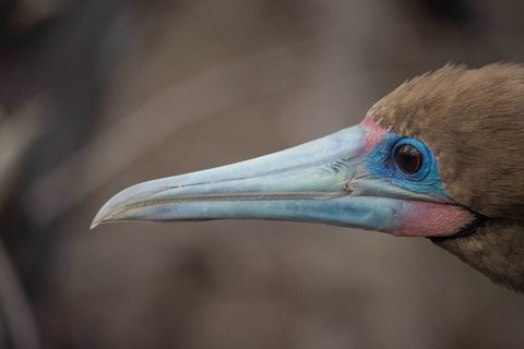 A red footed boobie poses for visitors along a hike in Galápagos. 