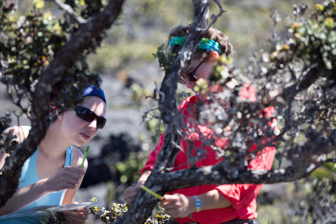 Students measuring tree trunks