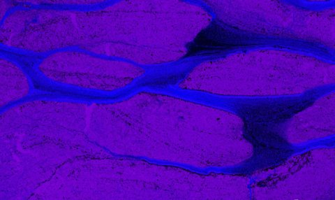 X-Ray fluorescence map of calcium (purple) and iron (blue) showing the compaction of sediments around carbonate concretions.