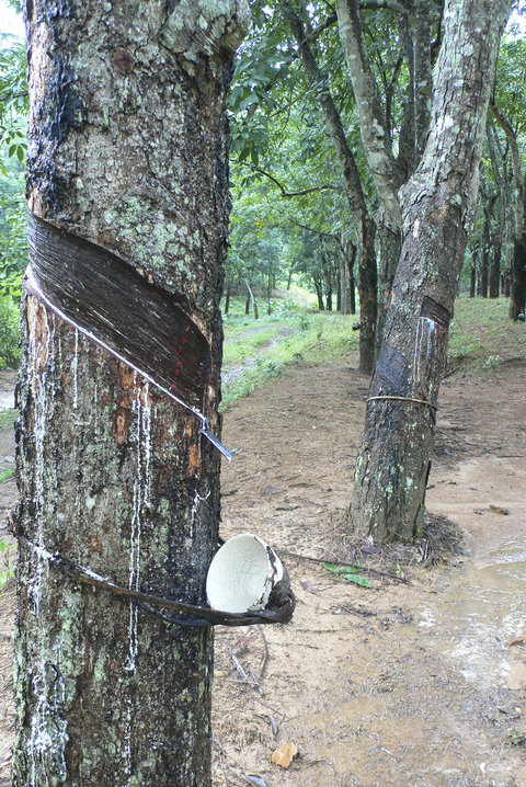 Rubber plantation