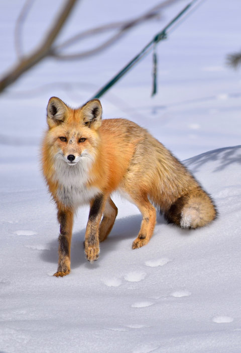 fox in snow