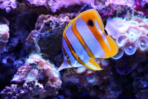 Butterflyfish