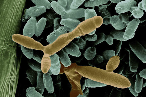 Metschnikowia gruessii