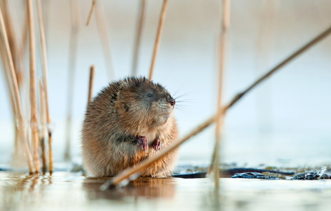 Muskrat